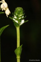 Calanthe triplicata (Willemet) Ames